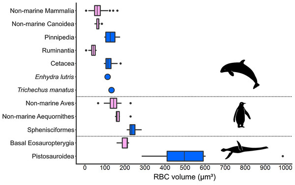 Comparison of RBC size expressed as volume in amniotes displaying varying aquatic adaptation.