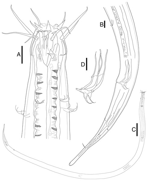 Mesacanthion jejuensis. sp. nov. male.