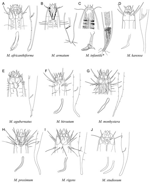 Pictorial key to species with spicules shorter than 2 anal body diameters within the genus Mesacanthion.