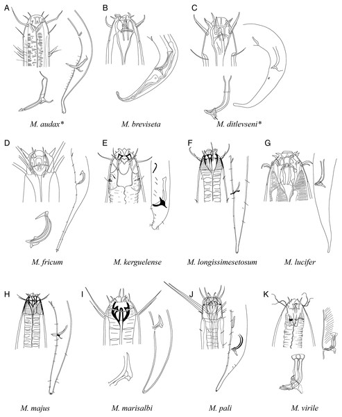 Pictorial key to species with spicules shorter than two anal body diameters within the genus Mesacanthion.