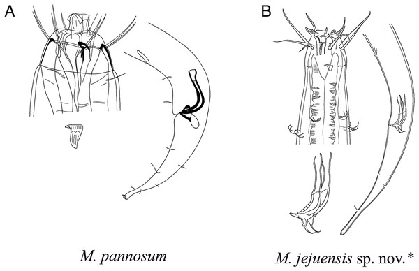 Pictorial key to species with spicules shorter than two anal body diameters within the genus Mesacanthion.