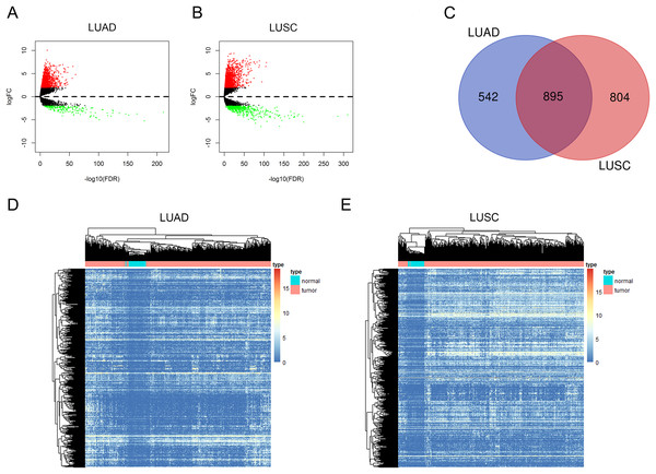 Aberrantly expressed lncRNAs in LUAD and LUSC.
