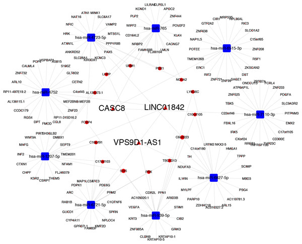 CeRNA network centered on CACS8, LINC01842 and VPS9D1-AS1 in LUAD.