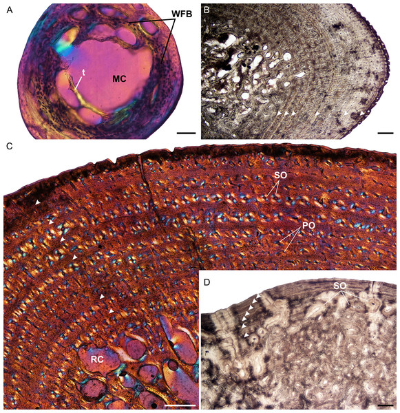 Humeral osteohistology of Stigmochelys pardalis.