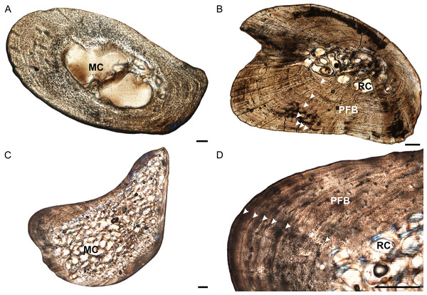 Ulna osteohistology of Stigmochelys pardalis.