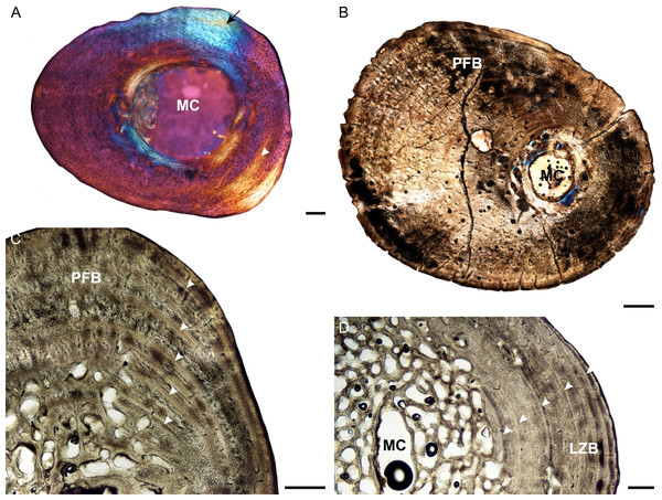 Femoral osteohistology of Stigmochelys pardalis.