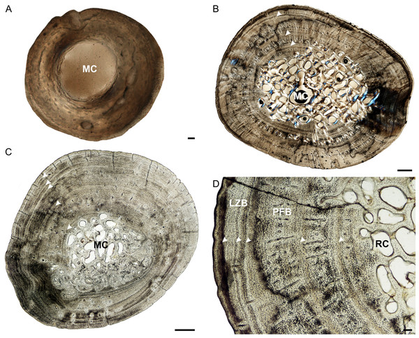 Tibia osteohistology of Stigmochelys pardalis.