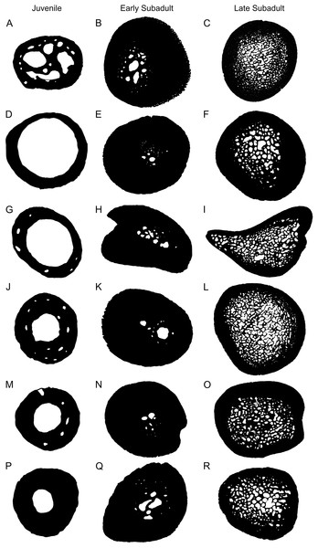 Representative microanatomy of juvenile, early sub-adult and late sub-adult Stigmochelys pardalis limb bones.