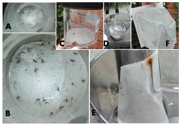 Field mosquito collection in three traps.