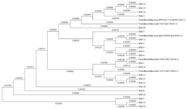 The phylogenetic tree analysis based on the ITS sequences of V. dahliae.