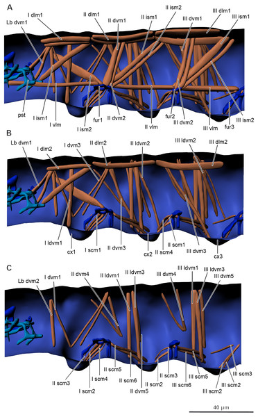 Musculature of thorax in Mesaphorura sylvatica, 3D.