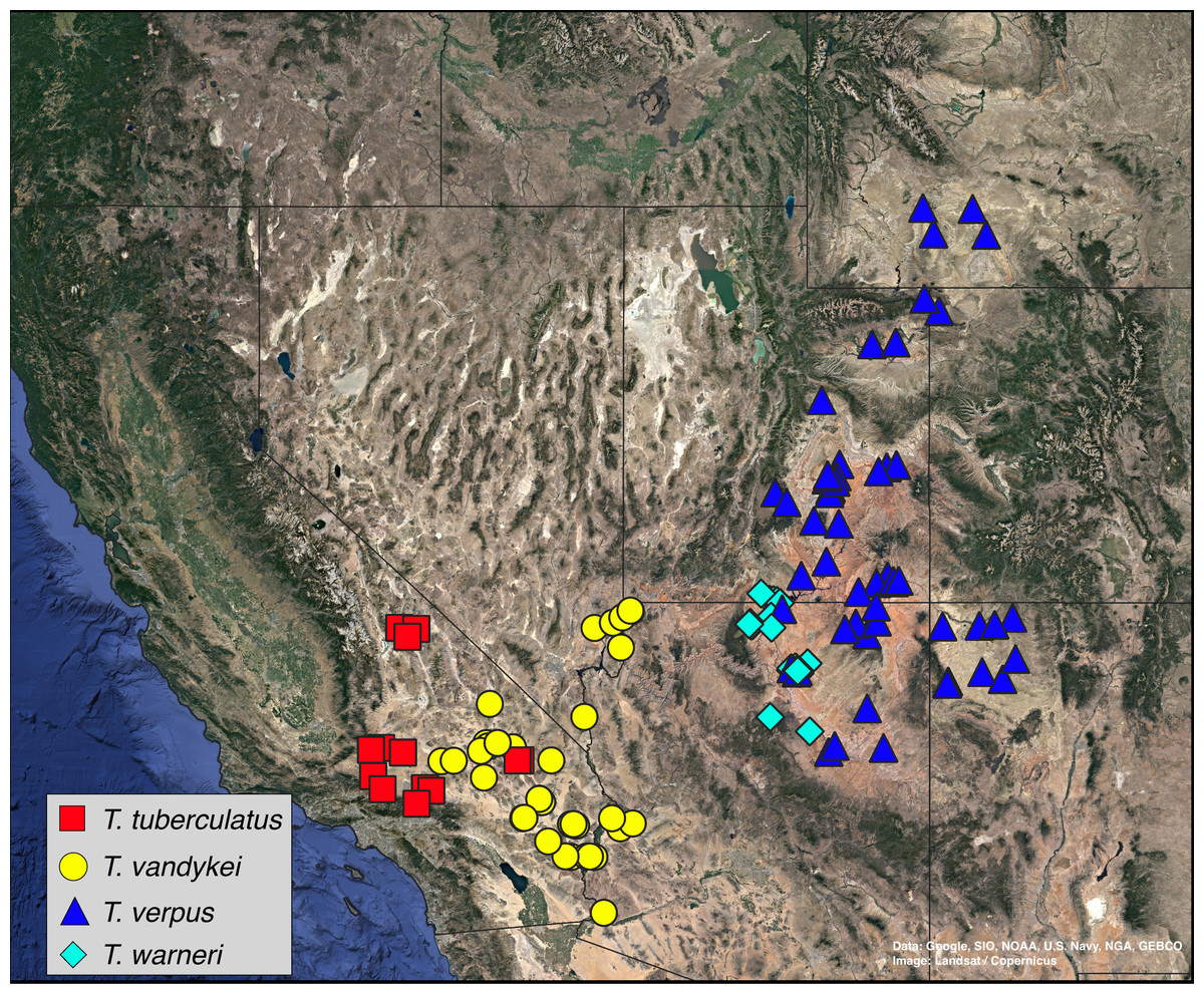 Phylogenetic revision of the psammophilic Trogloderus LeConte ...