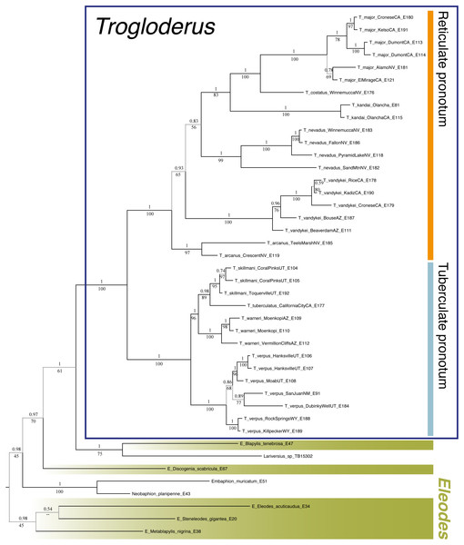 Phylogenetic reconstruction of Trogloderus.