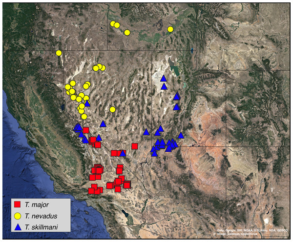 Phylogenetic revision of the psammophilic Trogloderus LeConte ...