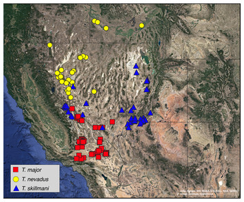 Phylogenetic revision of the psammophilic Trogloderus LeConte ...