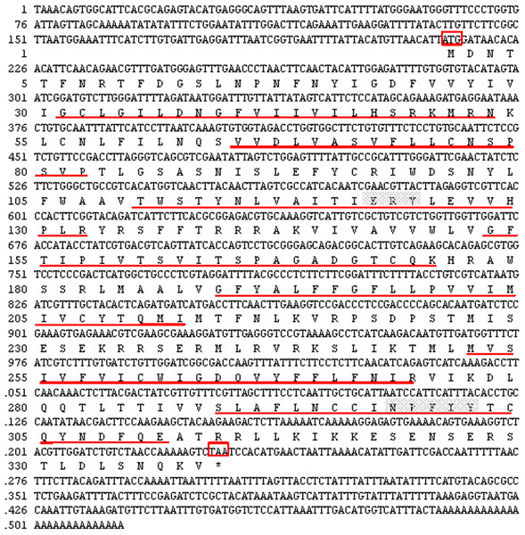 Nucleotide sequence and deduced amino acid sequence of GPCR from Perinereis aibuhitensis.