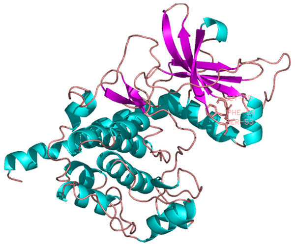 The three dimensional structure of PKA from P. aibuhitensis.