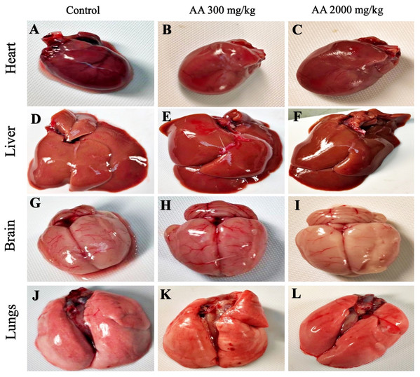 Macroscopic photographs of harvested organs.