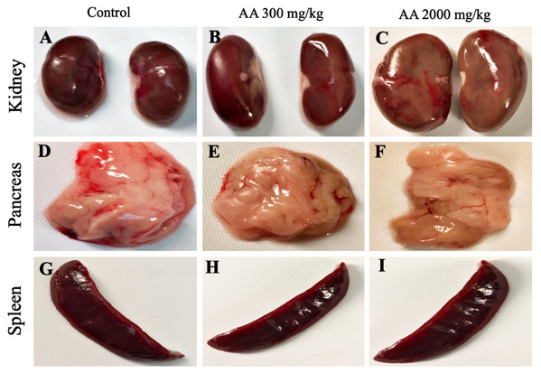 Macroscopic photographs of harvested organs.