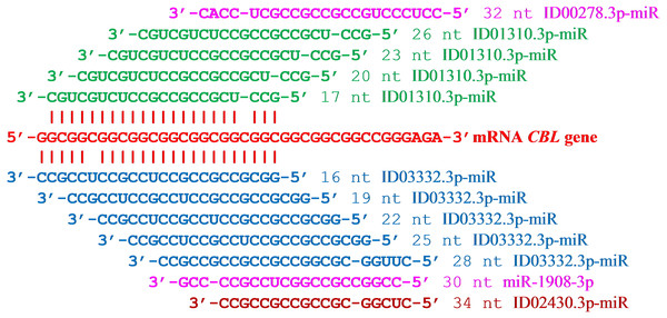 Location of nucleotide sequences of miRNA binding sites cluster in mRNA CBL gene.
