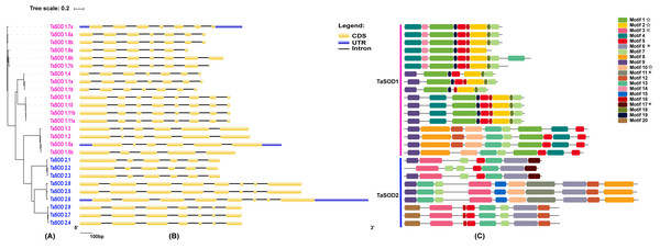 Phylogenetic analysis, gene structure, and conserved motifs of TaSODs.