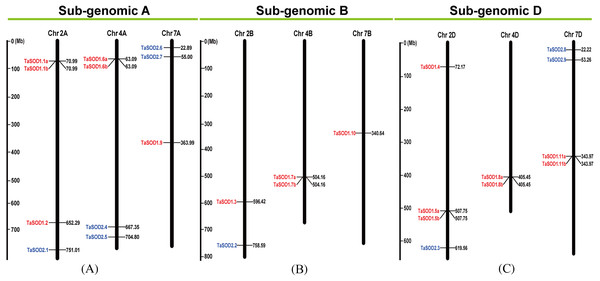 Chromosomal localization of the 26 TaSODs genome.