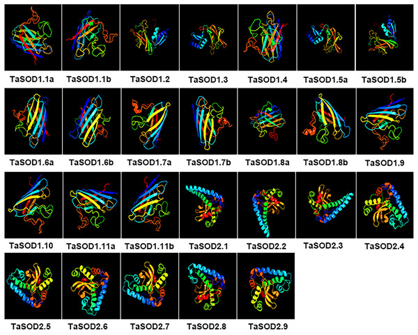 Predicted 3D models of TaSOD proteins. Models were generated by using Phyre2 server at intensive mode.