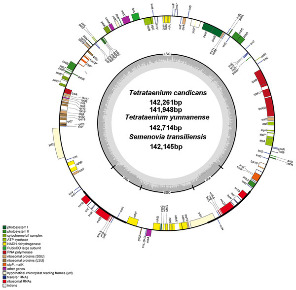 Chloroplast genome map of T. candicans, S. transiliensis and T. yunnanense.