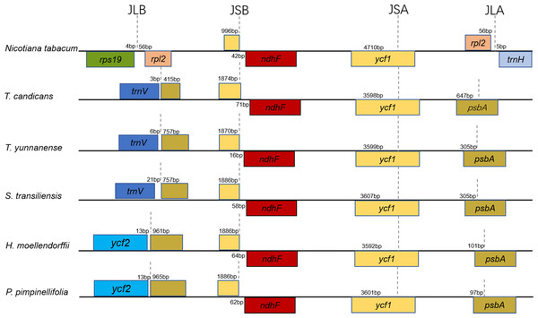 Comparison of the borders of the LSC, SSC, and IR regions of the chloroplast genomes of the five Tordyliinae species and Nicotiana tabacum.