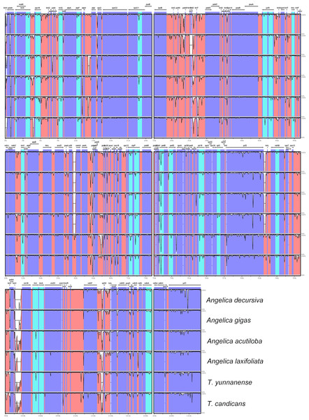 mVISTA visualization of alignment of cp genomes of Angelica sinensis and other six species.