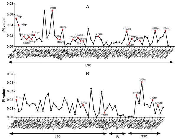 DNA polymorphism of non-coding regions of chloroplast genomes of the five Tordyliinae species.