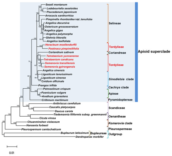 Maximum likehihood (ML) tree inferred from 80 concatenated protein coding sequences of 37 plastomes of Apiaceae and Araliaceae species.