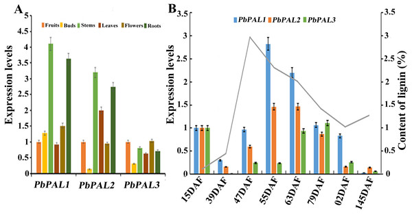 Expression analysis of PbPALs at various tissues of pear (A) and at different stages of fruit development (B).