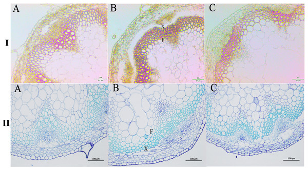 Wiesner and toluidine blue staining of cross-sections of A. thaliana inflorescence stems.