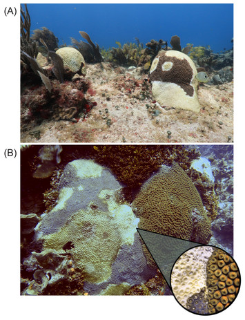 A rapid spread of the stony coral tissue loss disease outbreak in the ...