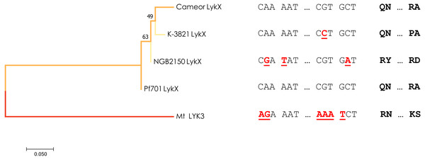 Estimated evolutionary relationships between members of IRL clade of legumes based on sequence of the part of LykX gene or its orthologue corresponding to LysM1 module.