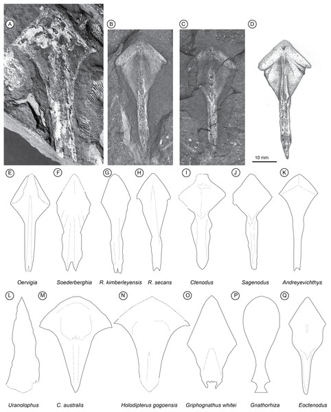 Palaeozoic Lungfish Parasphenoid Morphology.