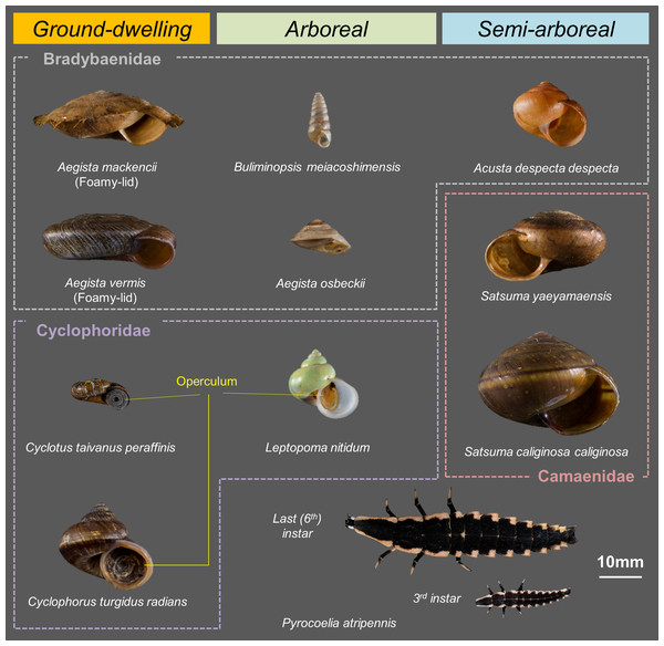 Land snails and lampyrid larvae used in this study.