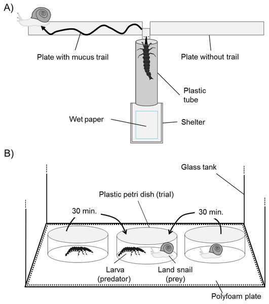 Schematic representation of apparatus for mucus trail-tracking experiments viewed from above (A) and for predation trials viewed from the side (B).