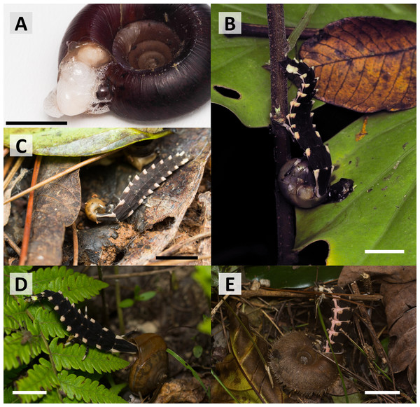 Predatory behavior of Pyrocoelia atripennis larvae in nature.