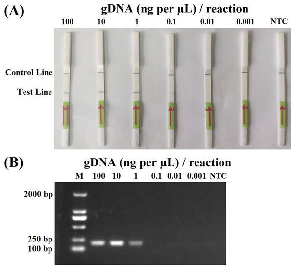 Sensitivity of the recombinase polymerase amplification-lateral flow dipstick (A) and PCR (B) assays using 10-fold dilutions of genomic DNA (gDNA; ng per µL) of P. hibernalis isolate 9099.
