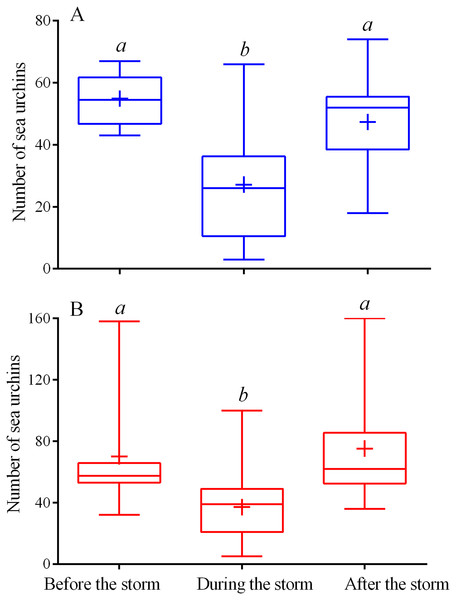 Changes in the numbers of sea urchins Mesocentrotus nudus (A) and Strongylocentrotus intermedius (B) in response to the stormy weather.
