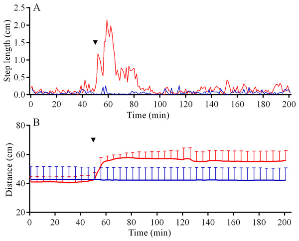 Movement activity of the sea urchins Mesocentrotus nudus (blue lines) and Strongylocentrotus intermedius (red lines) in response to crushed heterospecifics.