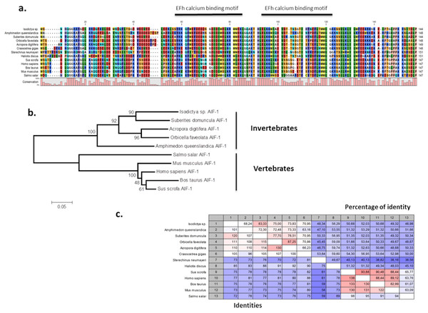 Alignment and phylogenetic analysis of the AIF sequences found in our transcriptome.