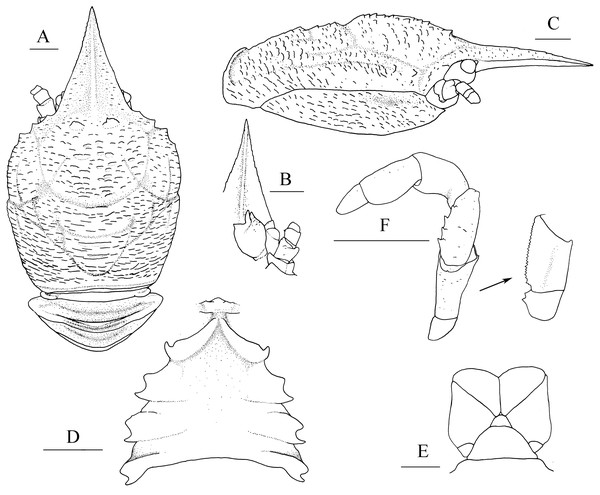 Munidopsis albatrossaePequegnat & Pequegnat, 1973, SRSIO1709000X, male.