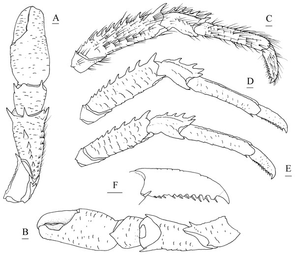 Munidopsis spinifrons sp. nov. SRSIO18100001, holotype.