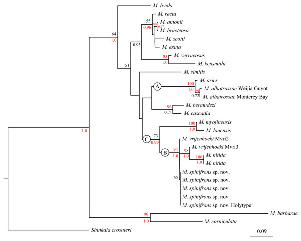  Phylogenetic tree obtained by the Maximum likelihood analysis based on the COI gene sequences.