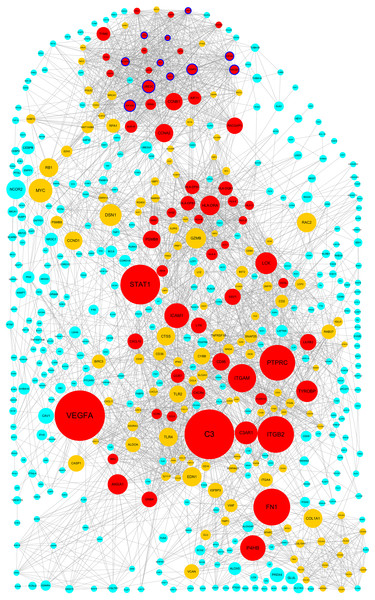 Protein–protein interaction network among up–regulated genes detected in ccRCC (GSE53757 dataset).