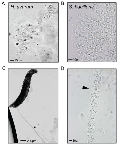Starmerella bacillaris cells are intact after passage through larvae.