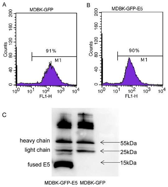 Generation of MDBK-GFP and MDBK-GFP-E5 stable cell lines.